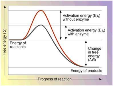 Enzyme Energy Of Activation - graphsoftware16’s diary