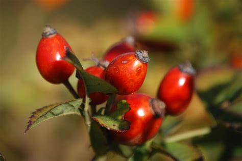 Rosehip Oil for Acne Scars - Epic Natural Health