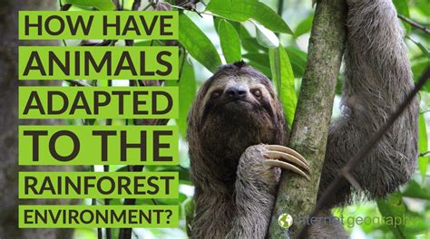 How have animals adapted to the rainforest environment? - Internet ...