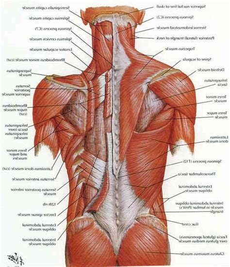 Diagram Of The Lower Body