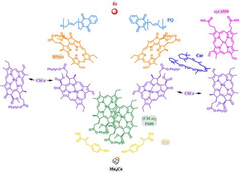 Schematic illustration of the cofactors in the reaction center core of ...