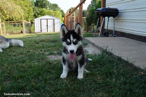 New Husky Puppy Pics - Siberian Husky Puppies For Sale