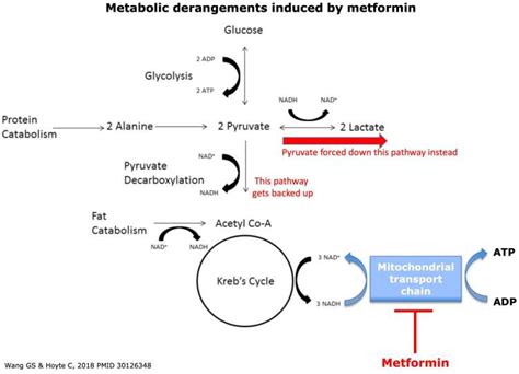 Metformin Lactic Acidosis Treatment