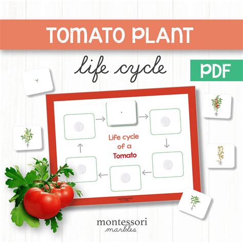 Tomato Life Cycle in 2023 | Life cycles, Plant life cycle, Theme activity