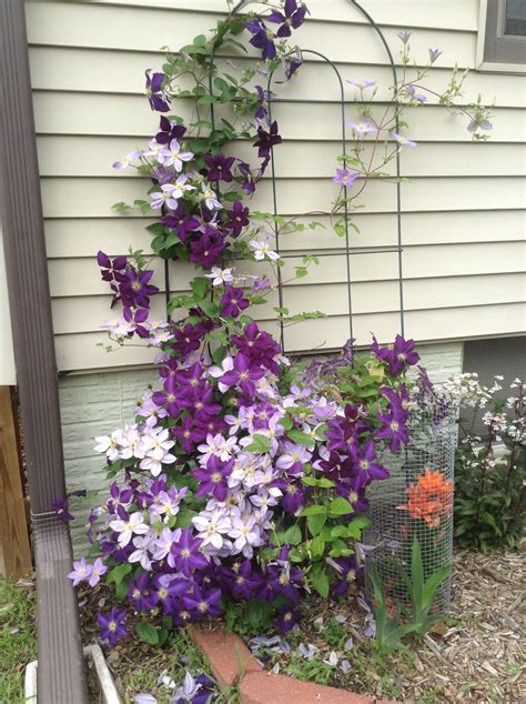 Clematis Trellis For Pots - Mbi Garden Plant