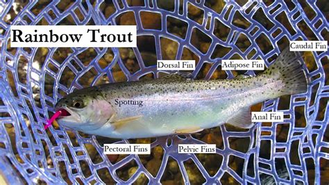 Rainbow Trout | A Comprehensive Species Guide - Wired2Fish