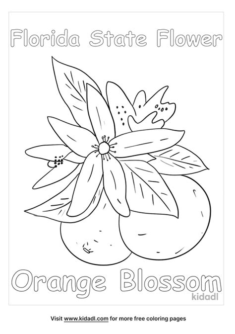 Florida State Flower Coloring Page | Free Usa Coloring Page | Kidadl