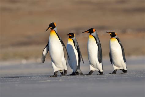 Download Bird Animal Penguin HD Wallpaper