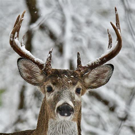 Ten Point Buck 9634 Photograph by Michael Peychich - Pixels