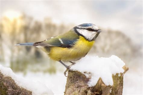 Little Blue Tit in Winter Snow Stock Photo - Image of nature, garden ...