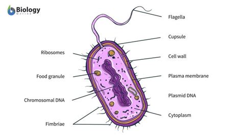 Eubacteria - Definition and Examples - Biology Online Dictionary