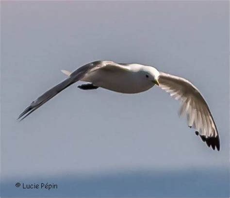 Mouette tridactyle - Rissa tridactyla