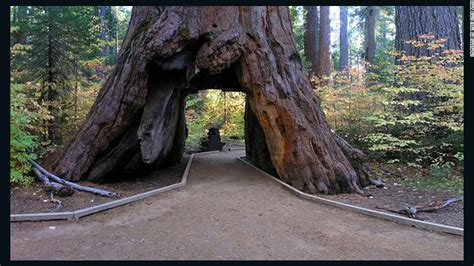 One of California's famous 'drive-through' trees toppled by winter storm | CNN Travel