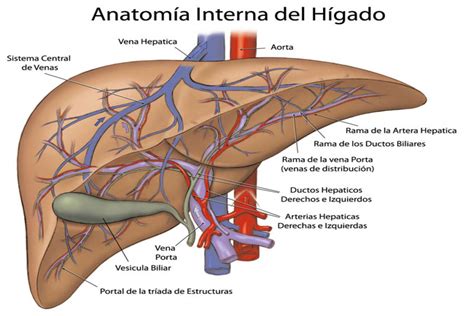 Anatomía hepática