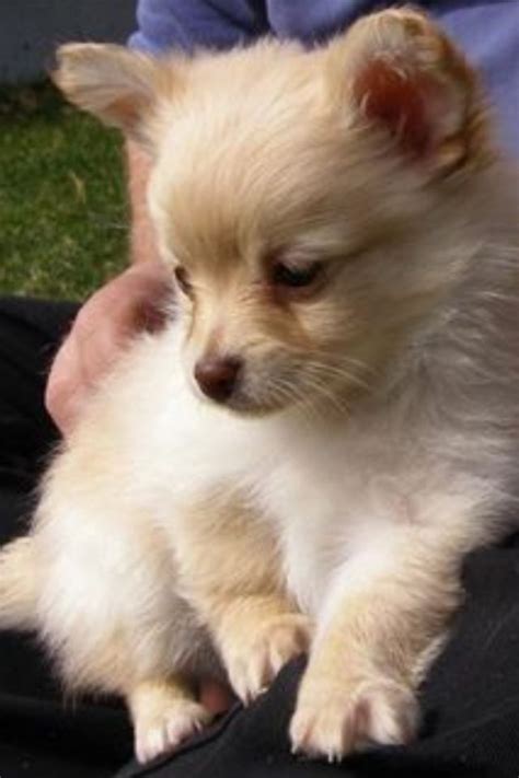 Chihuahua Pomeranian Mix | www.imgkid.com - The Image Kid Has It!