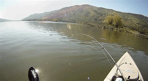 Fishing GIF - Find & Share on GIPHY