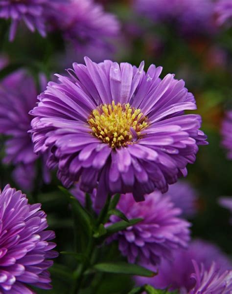 Purple Aster flowers | Aster flower, Purple flowers, September birth flower