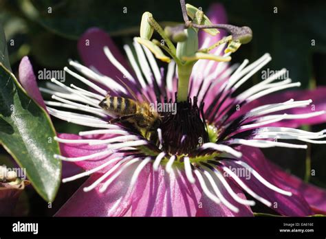 Blue passion flower Stock Photo - Alamy