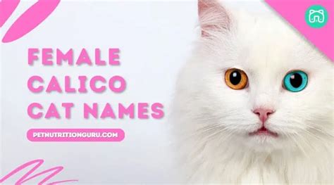 Female Calico Cat Names: 50+ Unique Cat Names