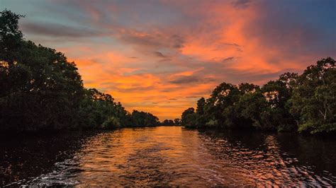 Mangroves- Protecting Coastlines, Combating Pollution & Saving Corals