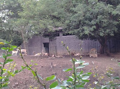 Paradise Pune: Rajiv Gandhi Zoo - Katraj