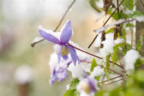 Winter Care and Protection for Clematis Plants | Gardener’s Path