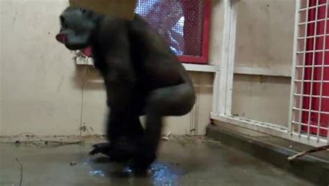 Zola the breakdancing gorilla at Calgary Zoo goes viral | Watch News ...