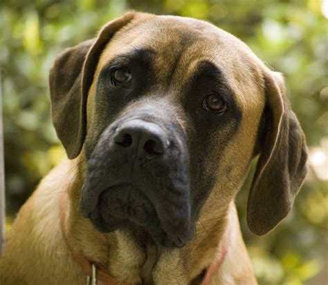 Файл:Luga English Mastiff.jpg — Википедия