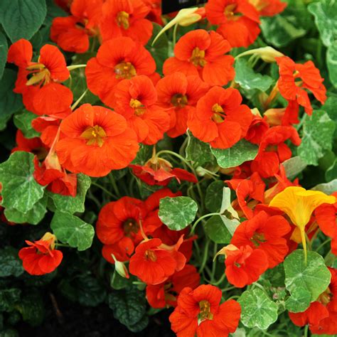 Buy nasturtium Tropaeolum majus 'Alaska Series': Delivery by Crocus