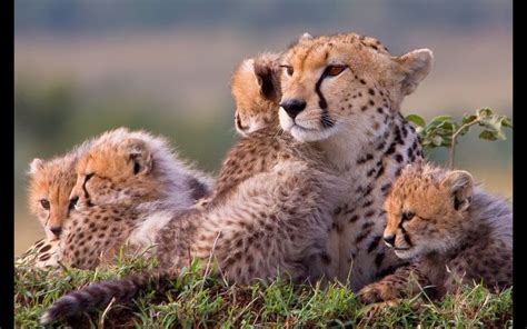 A cheetah family on a cold, windy morning in Maasai Mara National Reserve, Kenya © Dave Richards ...