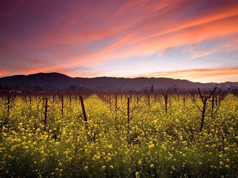 5 Best Winery Views in Napa Valley | ViewGuru