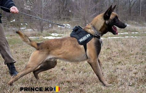 12+ Police Canine Breeds Belgian Malinois - Farmhouse Sarahsoriano