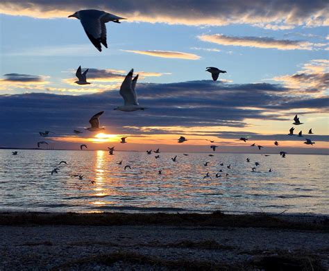 Seagulls in flight at sunset, West Meadow Beach | Sunset, Beach, Meadow