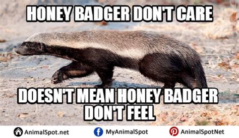 Honey Badger Memes