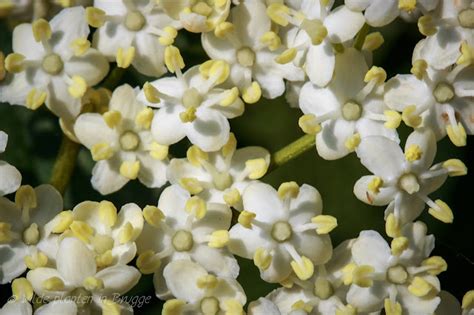 Wilde planten in Brugge: De gewone vlier - Sambucus nigra