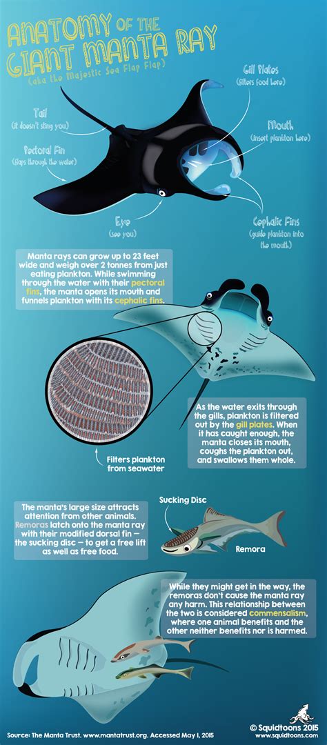 Anatomy of the Manta Ray : r/MantaRays