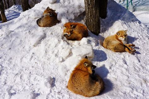 Fox Village In Japan Is Probably The Cutest Place On Earth | Bored Panda