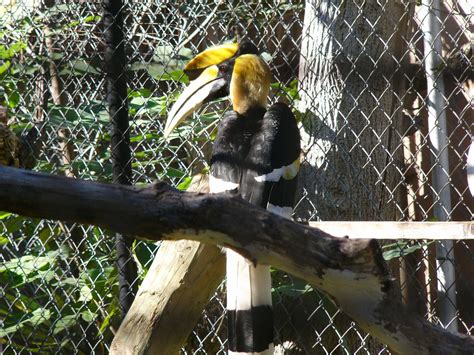 The Online Zoo - Great Hornbill