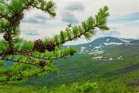 Close up of pine cones on pine tree branch - Stock Photo - Dissolve