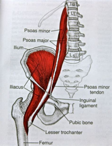 LEONG Orthopaedic Health Iliopsoas Muscle – Personal Training North Vancouver