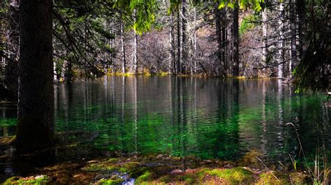 Forest With Lake Moss And Trees 4K 8K HD Nature Wallpapers | HD ...