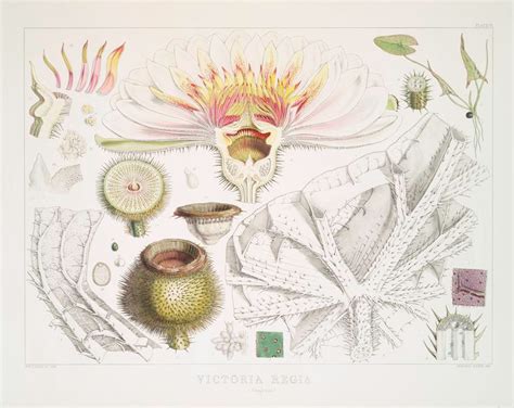 Scientific Botanical Illustration - Botanical Art & Artists