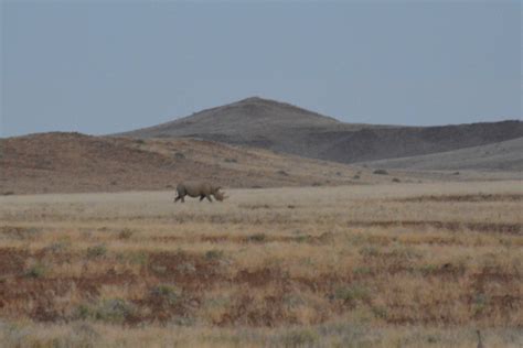 Black Rhinos: A Success Story in Namibia