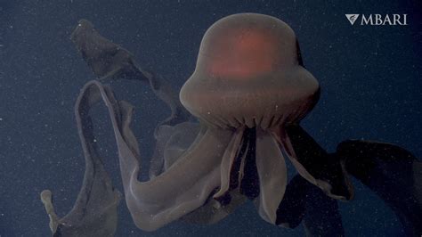 Scientists Record Footage of Massive, Mysterious Jellyfish - InsideHook