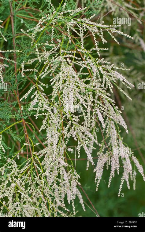 Pink tamarisk, tamarisk, tamarix, tamarisk tree, Five-stamen Tamarix ...