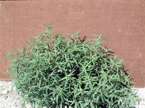 Plants of Texas Rangelands » Marshelder, Narrowleaf sumpweed