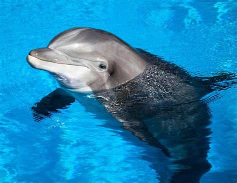 What Is Dolphin Therapy? (with pictures)