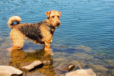 The Airedale Terrier Growth Chart: A Family's Big Boy