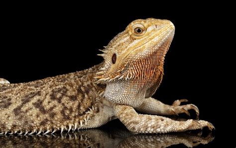 Top 15 Types of Bearded Dragon Colors and Morphs - More Reptiles