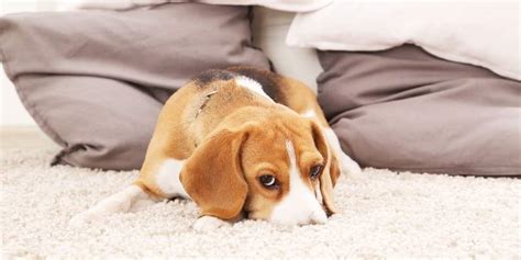 Best Pet Carpet Cleaner: for Hair, Odors, Stains (+DIY Tips)